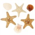 Floristik24 Material de artesanato de estrela do mar de conchas de decoração marítima polvilha