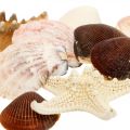 Floristik24 Material de artesanato de estrela do mar de conchas de decoração marítima polvilha