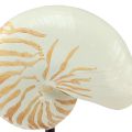 Floristik24 Escultura decorativa marítima concha de caracol com base 30,5cm