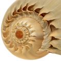 Floristik24 Melo roller caracol shell nature 20cm - 22cm