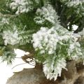 Floristik24 Mini árvore de natal em saco nevado Ø25cm H42cm