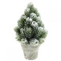 Floristik24 Mini árvore de natal em vaso nevado artificialmente Ø14cm H24cm