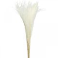 Floristik24 Grama de penas deco grama seca branqueada Miscanthus 75cm 10pcs