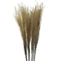 Floristik24 Miscanthus junco chinês grama seca decoração seca 75 cm 10 unidades