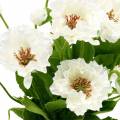 Floristik24 Poppy em um vaso de flores de seda branca decoração floral