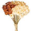 Floristik24 Maços de cápsulas de sementes de papoula artificiais secas, em três cores, 40 cm, 45 unidades.