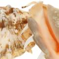 Floristik24 Lambis caracol marinho natureza 14cm 10p