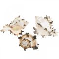 Floristik24 Deco conchas de caracóis listradas, decoração natural de caracóis marinhos 1kg