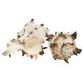 Floristik24 Deco conchas de caracóis listradas, decoração natural de caracóis marinhos 1kg