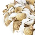 Floristik24 Guirlanda de conchas marítimas decoração suspensa coco branco natural Ø25cm