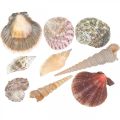 Floristik24 Mistura de conchas, conchas e caracóis, decoração de verão A3–5cm/C2,5–9cm 950g