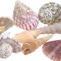 Floristik24 Mistura de conchas, conchas e caracóis, decoração de verão A3–5cm/C2,5–9cm 950g