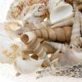 Floristik24 Mistura de conchas e conchas de caracol em rede natural 400g