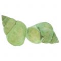 Floristik24 Variedade de conchas de caracol verde 1kg