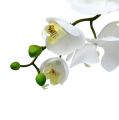 Floristik24 Orquídea Mariposa 75cm Branca