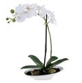 Floristik24 Orquídea Phalaenopsis em tigela branca Alt.40cm