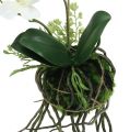 Floristik24 Orquídea Phalaenopsis para pendurar creme H26cm