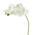 Floristik24 Orquídea branca artificial L73cm 4pcs