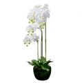 Floristik24 Orquídea branca com globo 110cm