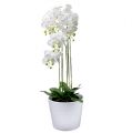 Floristik24 Orquídea branca com globo 110cm