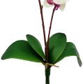 Floristik24 Orquídea com 2 ramos 60cm branco-rosa