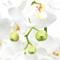 Floristik24 Orquídeas artificiais para vaso branco 80cm