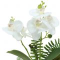 Floristik24 Orquídea branca com bolas de musgo e raízes 36cm