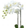 Floristik24 Orquídea Branca em bulbo de 65cm