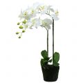 Floristik24 Orquídea Branca em bulbo de 65cm