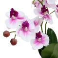 Floristik24 Orquídeas em vaso Alt.30cm branco-rosa