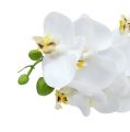 Floristik24 Ramo de orquídea branco L58cm
