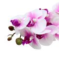 Floristik24 Ramo de orquídea branco-rosa L58cm