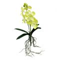 Floristik24 Orquídea com raízes verde claro C43cm