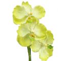 Floristik24 Orquídea com raízes verde claro C43cm