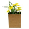 Floristik24 Narciso em saco de papel amarelo Alt.21cm