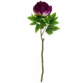 Floristik24 Paeonia, flor de peônia artificial Rosa Peonie Ø11cm L45cm