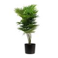 Floristik24 Palmeira decorativa em leque palma plantas artificiais vaso verde 80cm