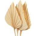 Floristik24 Palmspear Palm Leaves Decoração Natural Branqueada 12,5×38cm 4pcs