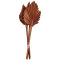 Floristik24 Palmspear folhas de palmeira decoração natural marrom 5-9×14cm C35cm 4pcs