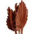 Floristik24 Palmspear folhas de palmeira decoração natural marrom 5-9×14cm C35cm 4pcs