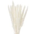 Floristik24 Flores secas de capim-dos-pampas branqueadas, 70 cm, 15 unidades