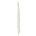 Flores secas de capim-dos-pampas branqueadas, 70 cm, 15 unidades | Floristik24.pt
