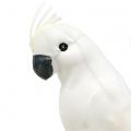 Floristik24 Papagaios com penas brancas Cacatua artificial pássaro decorativo 4 unidades