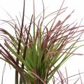 Floristik24 Sedge grass em um vaso artificial verde, vermelho roxo 45cm