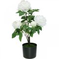 Floristik24 Peônia artificial, peônia em vaso, planta decorativa flores brancas A57cm