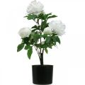 Floristik24 Peônia artificial, peônia em vaso, planta decorativa flores brancas A57cm