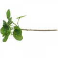 Floristik24 Peperomia Planta verde artificial com folhas 30cm