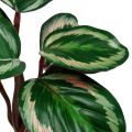 Floristik24 Planta Verde Tropical, Rosa 20cm