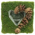 Floristik24 Planta almofada coração musgo e cones quadrados 25 × 25 cm