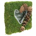 Floristik24 Planta almofada coração musgo e cones quadrados 25 × 25 cm